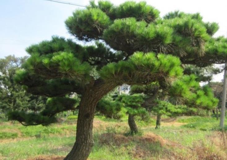 黑松