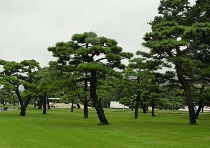 黑松