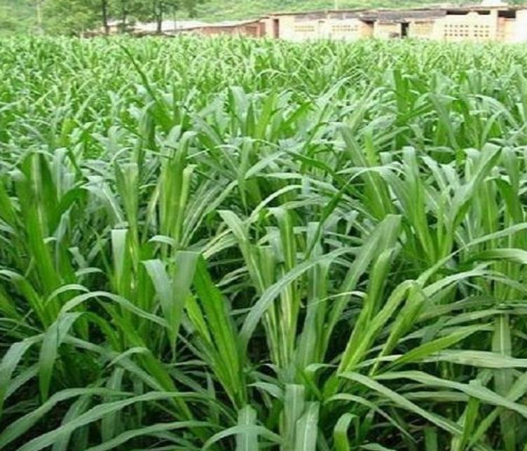 象草