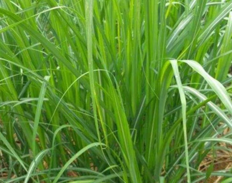 甜象草