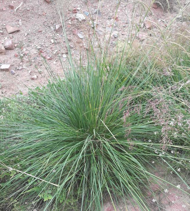 芨芨草