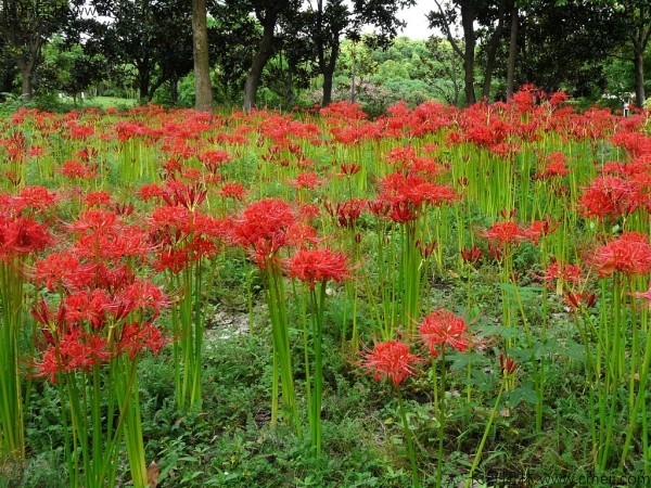 石蒜花發芽需要多少天