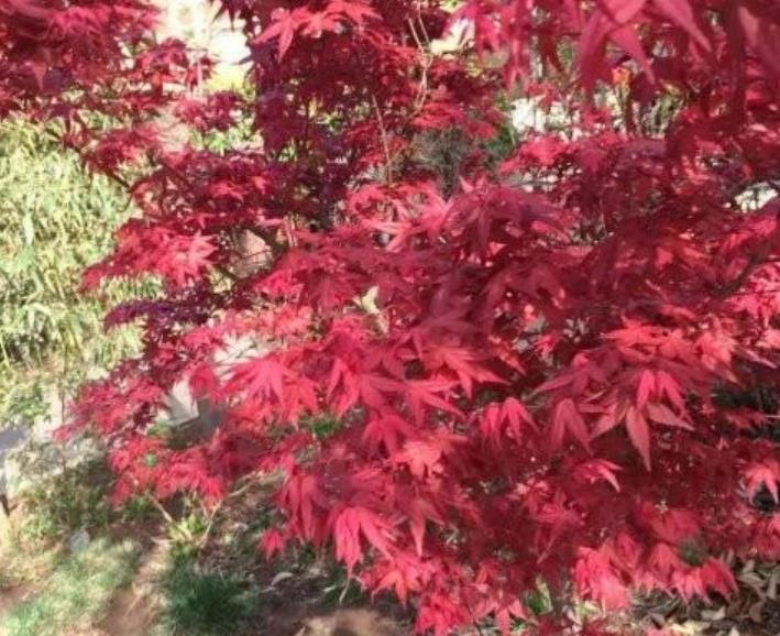 日本紅楓