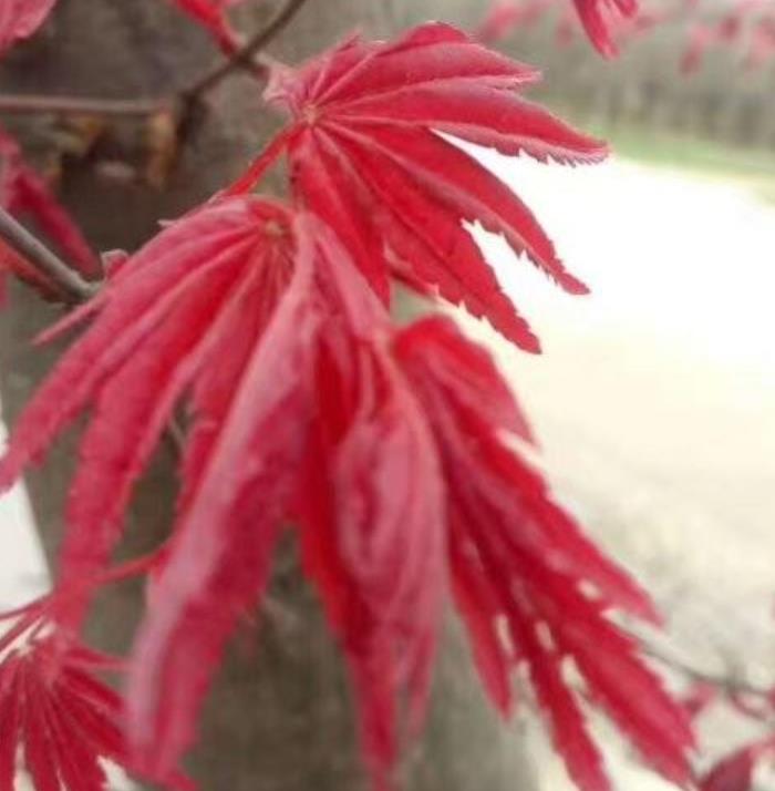 日本紅楓