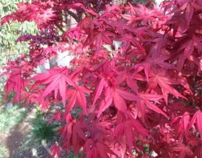 日本紅楓