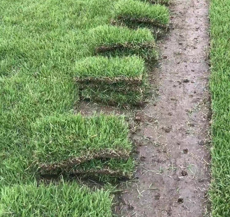 結縷草