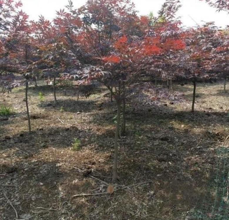 紅楓