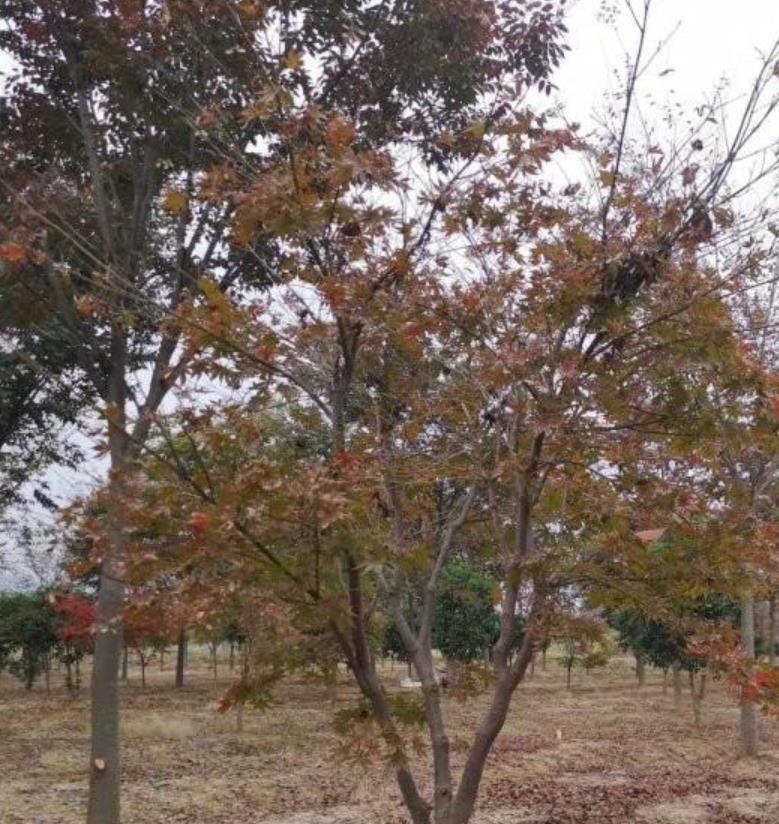 紅楓