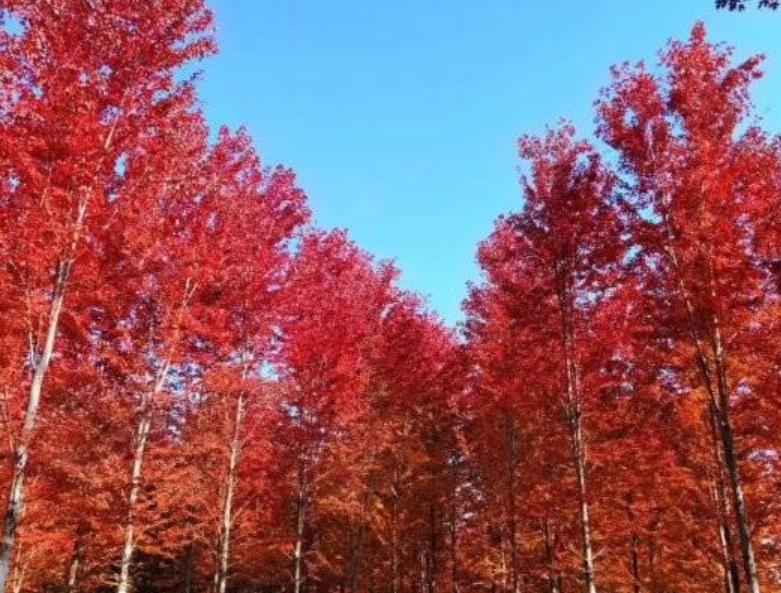 紅楓