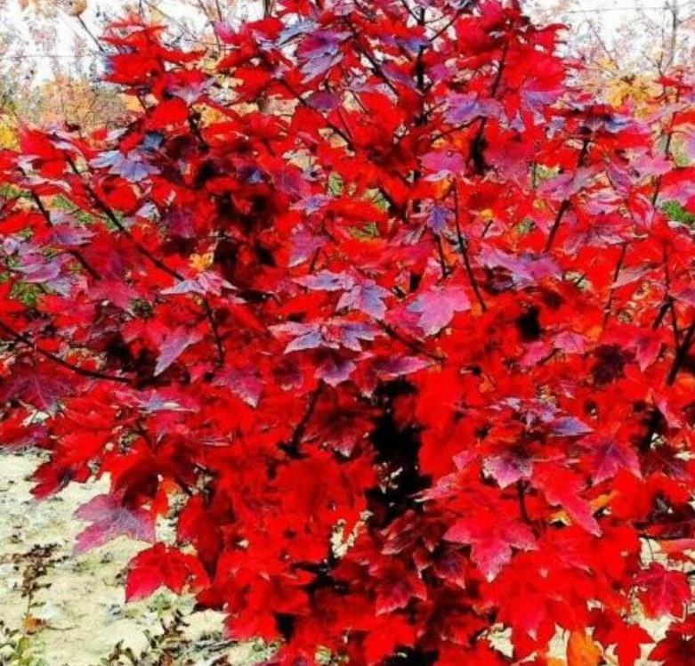 紅楓