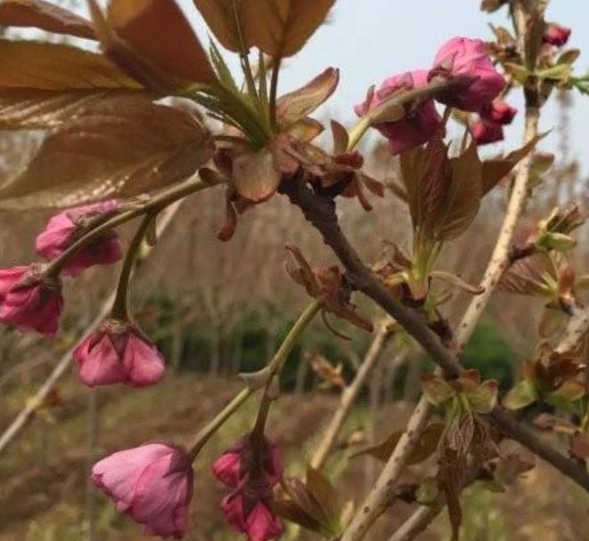 櫻花