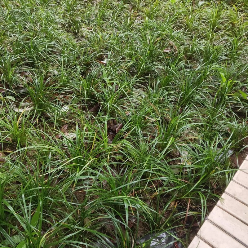 細葉麥冬