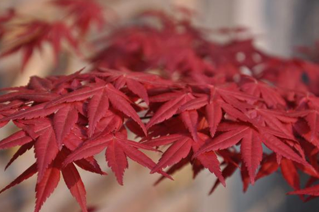 紅楓