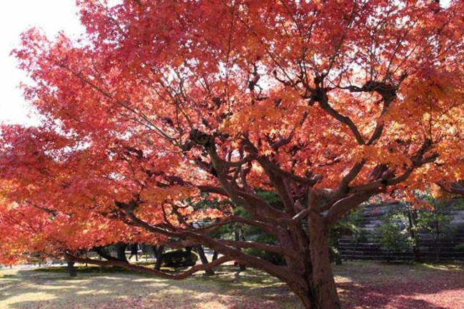紅楓