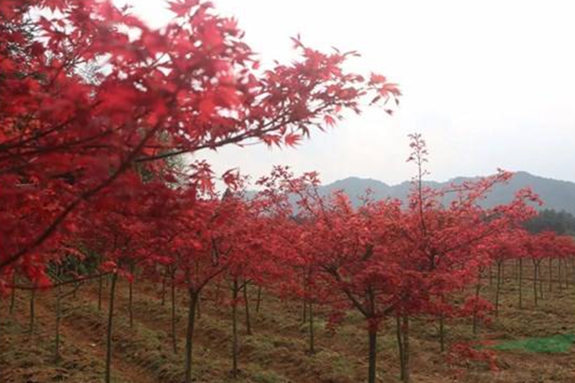 紅楓