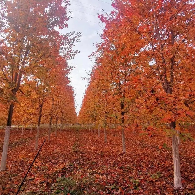 美國紅楓