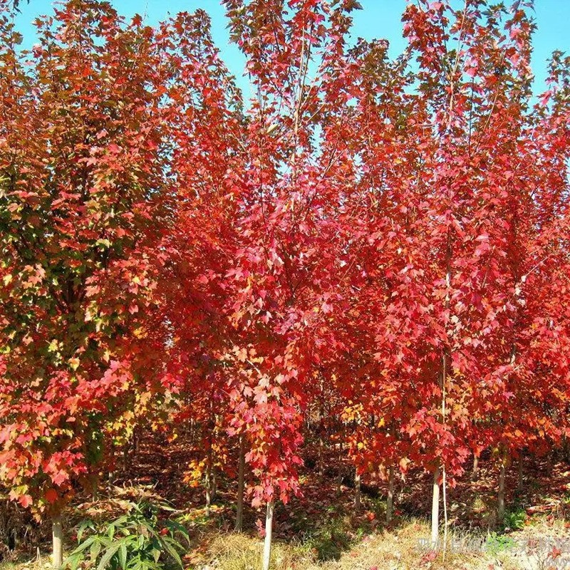 美國紅楓