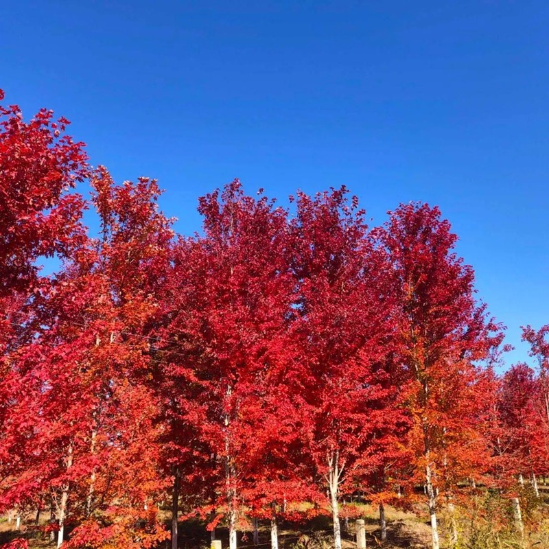 紅楓