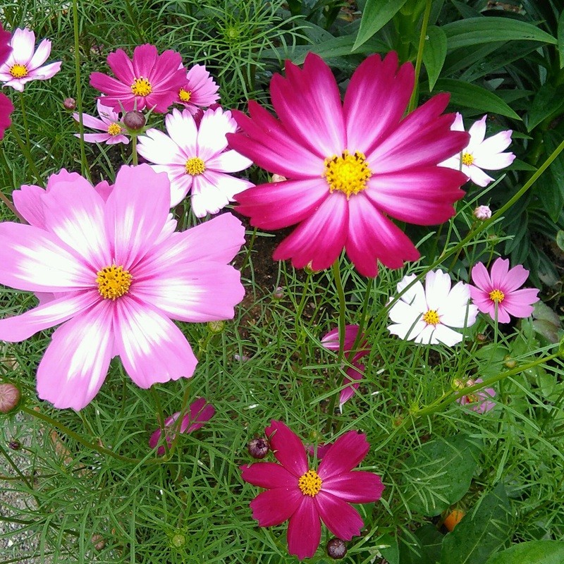 波斯菊