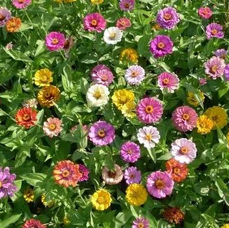 百日菊